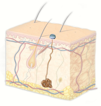 Schweissdruese Anatomie Radiofrequenz Thermo Therapie von Deckert Medizintechnik